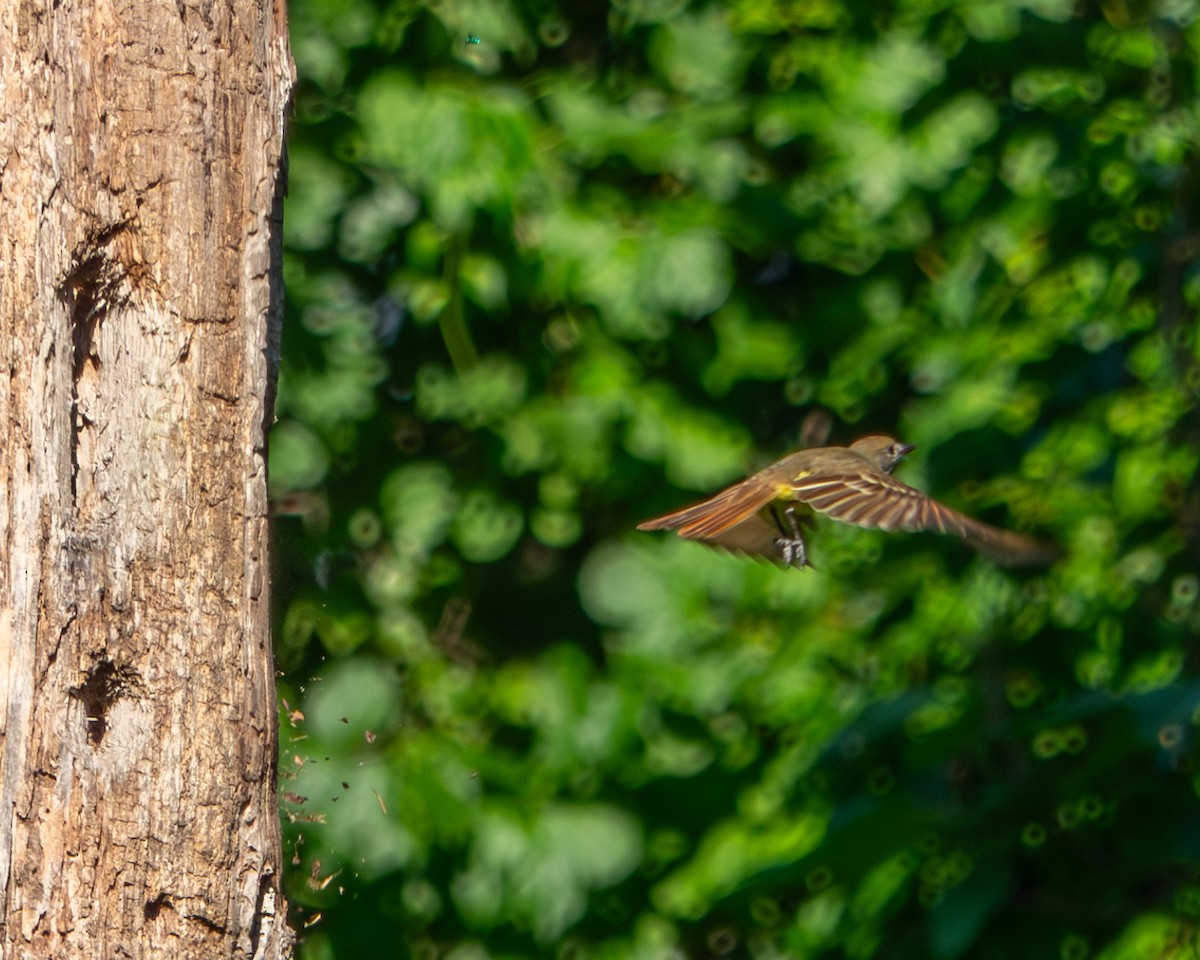 Great Crested Flycatcher - ML620423765