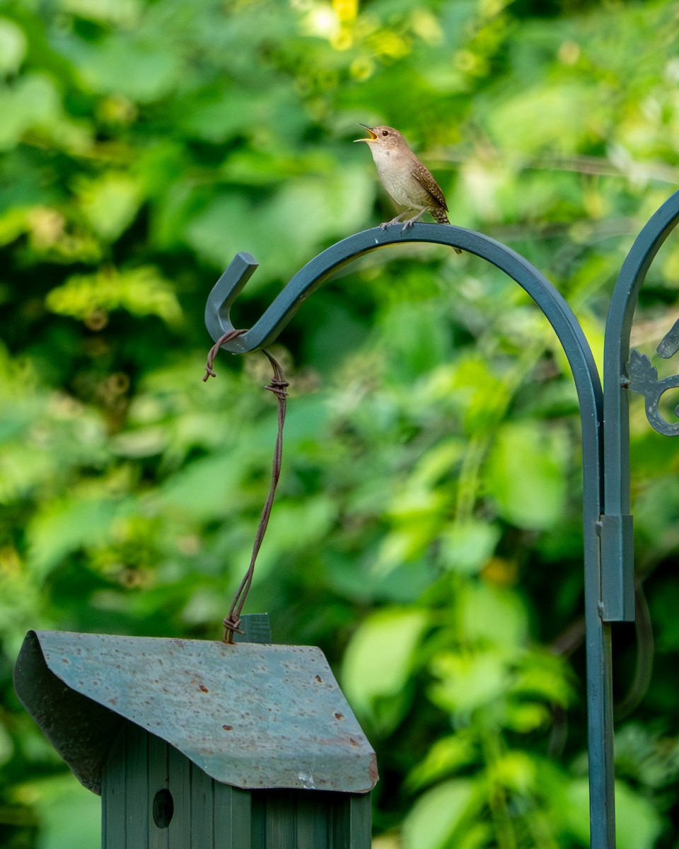 House Wren - ML620423769