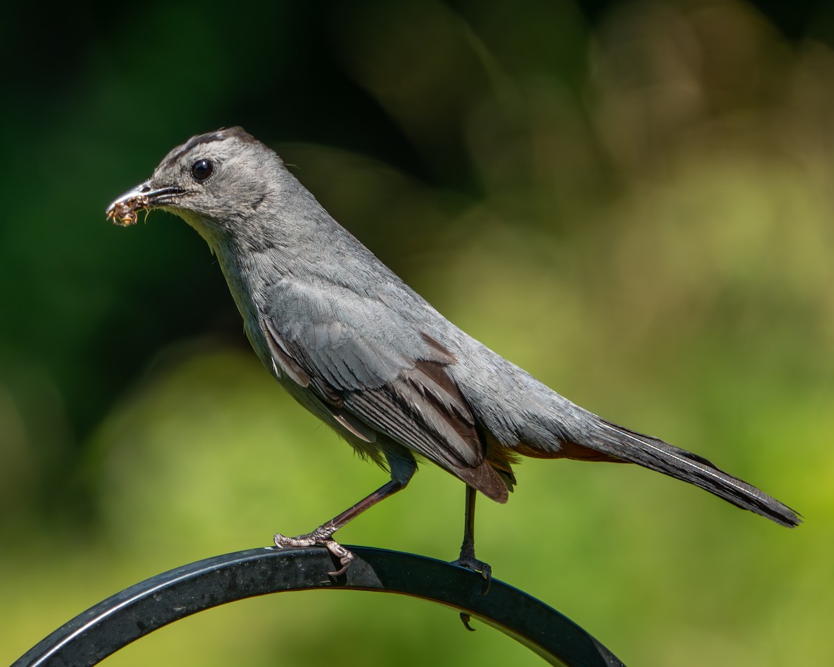 Gray Catbird - ML620423772