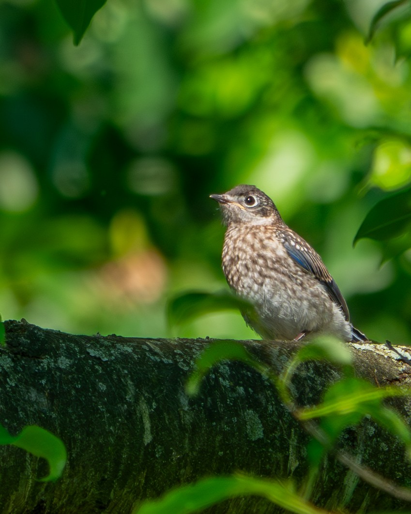 Eastern Bluebird - ML620423779