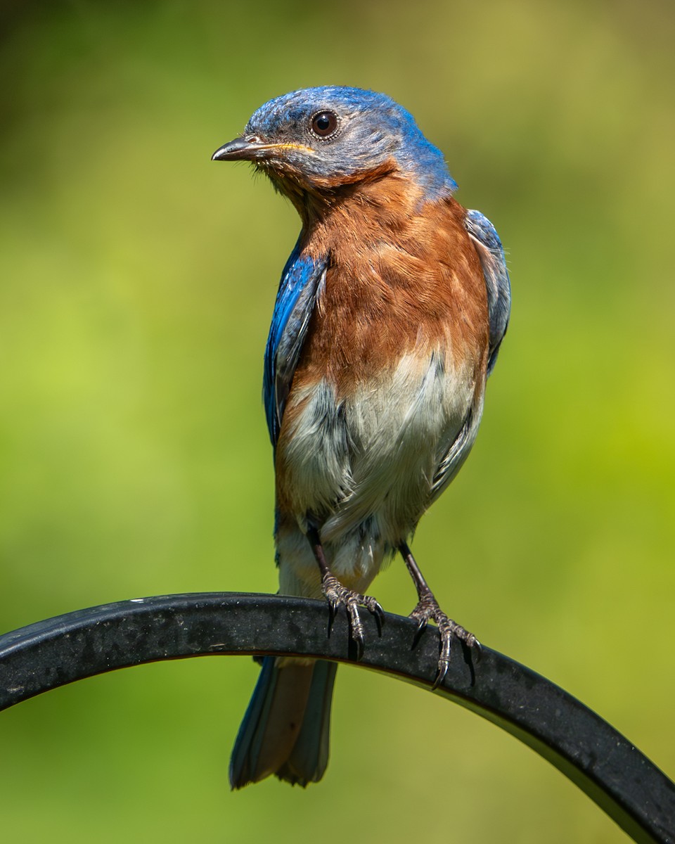 Eastern Bluebird - ML620423783