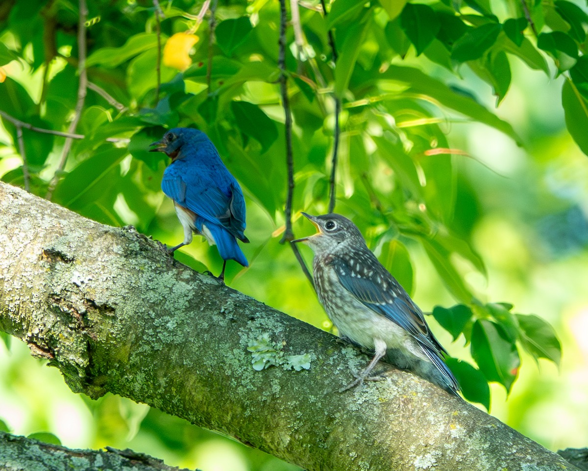 Eastern Bluebird - ML620423784