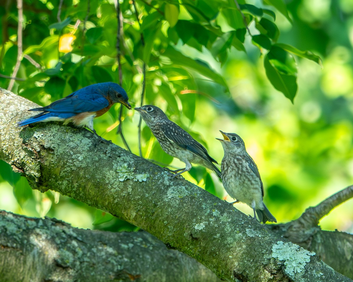 Eastern Bluebird - ML620423785