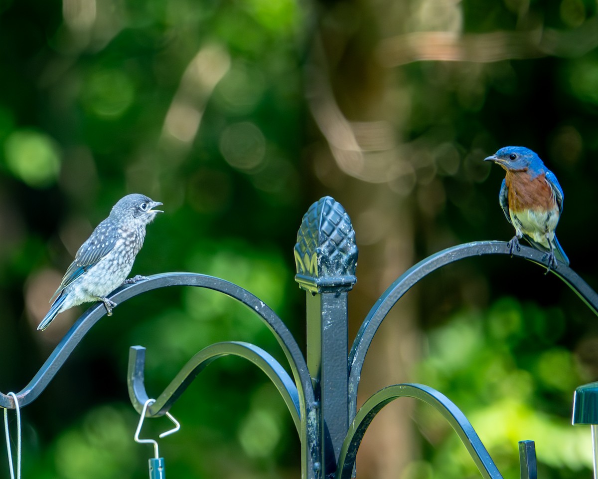 Eastern Bluebird - ML620423786