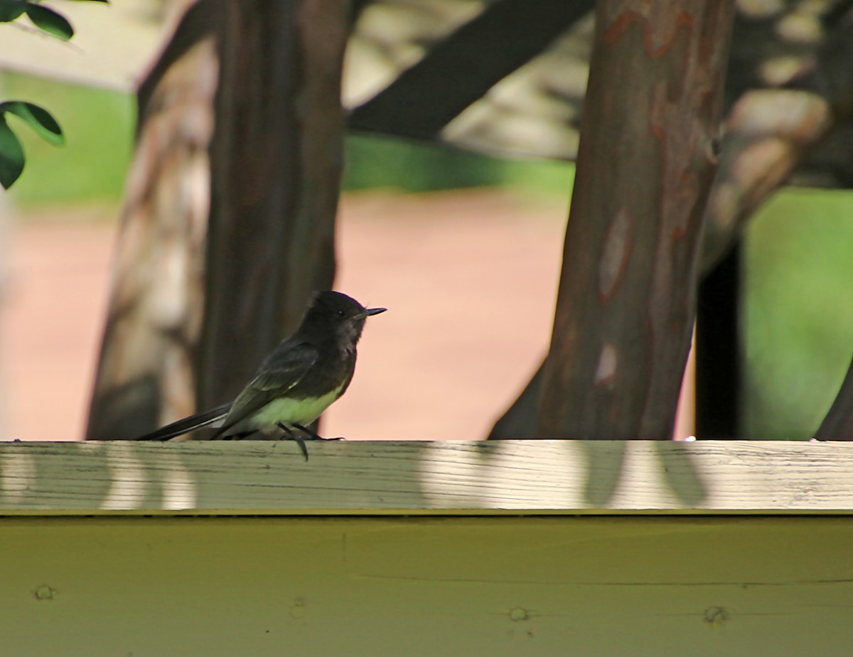 Black Phoebe - ML620423793