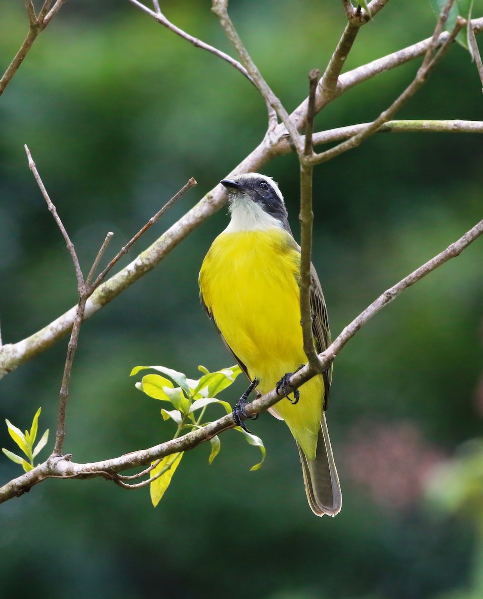 Social Flycatcher - ML620423795