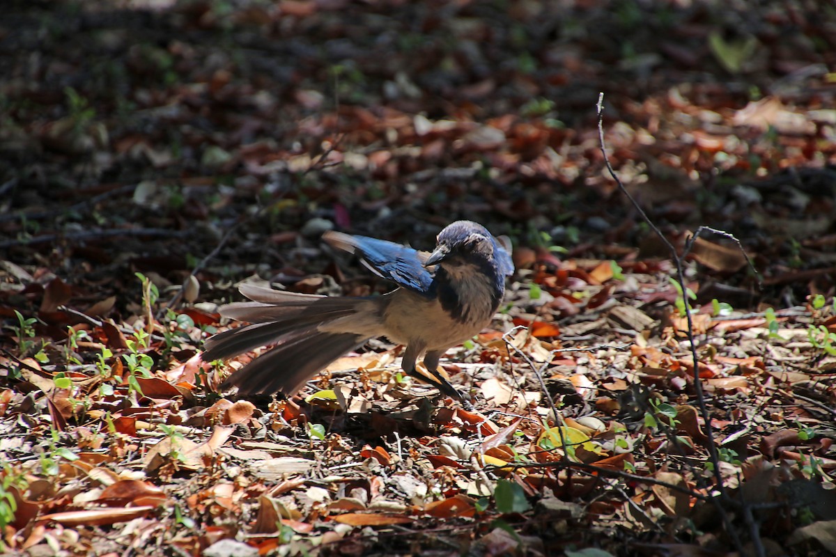 California Scrub-Jay - ML620423796