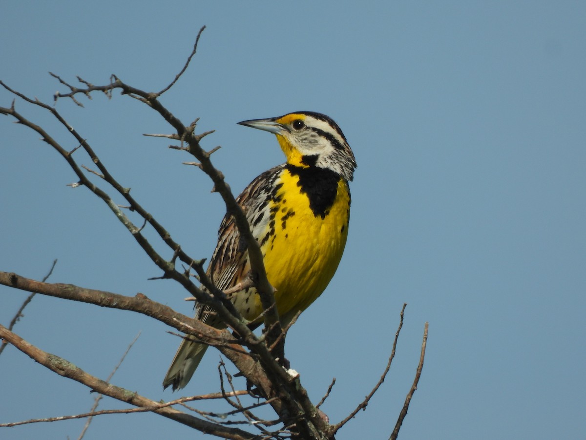 Eastern Meadowlark - ML620423800