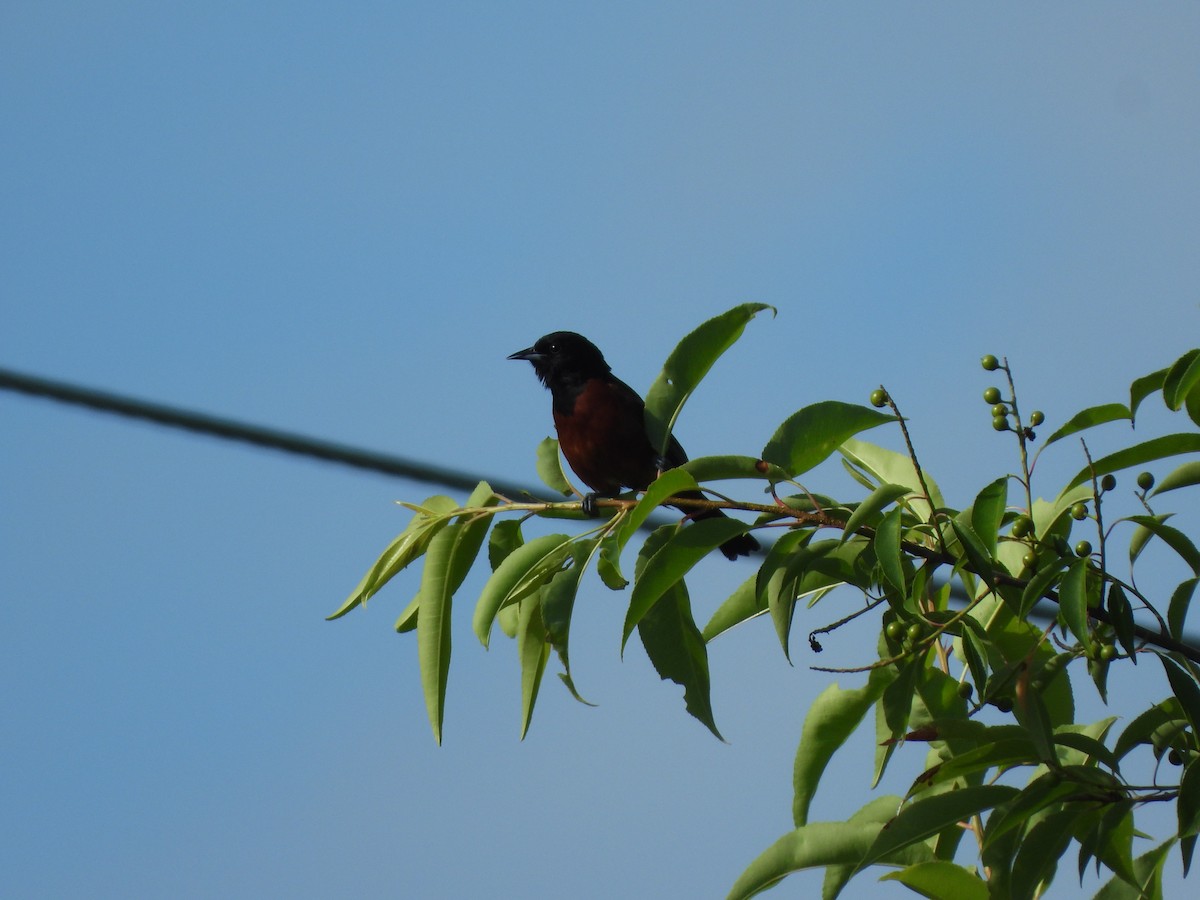 Orchard Oriole - ML620423805