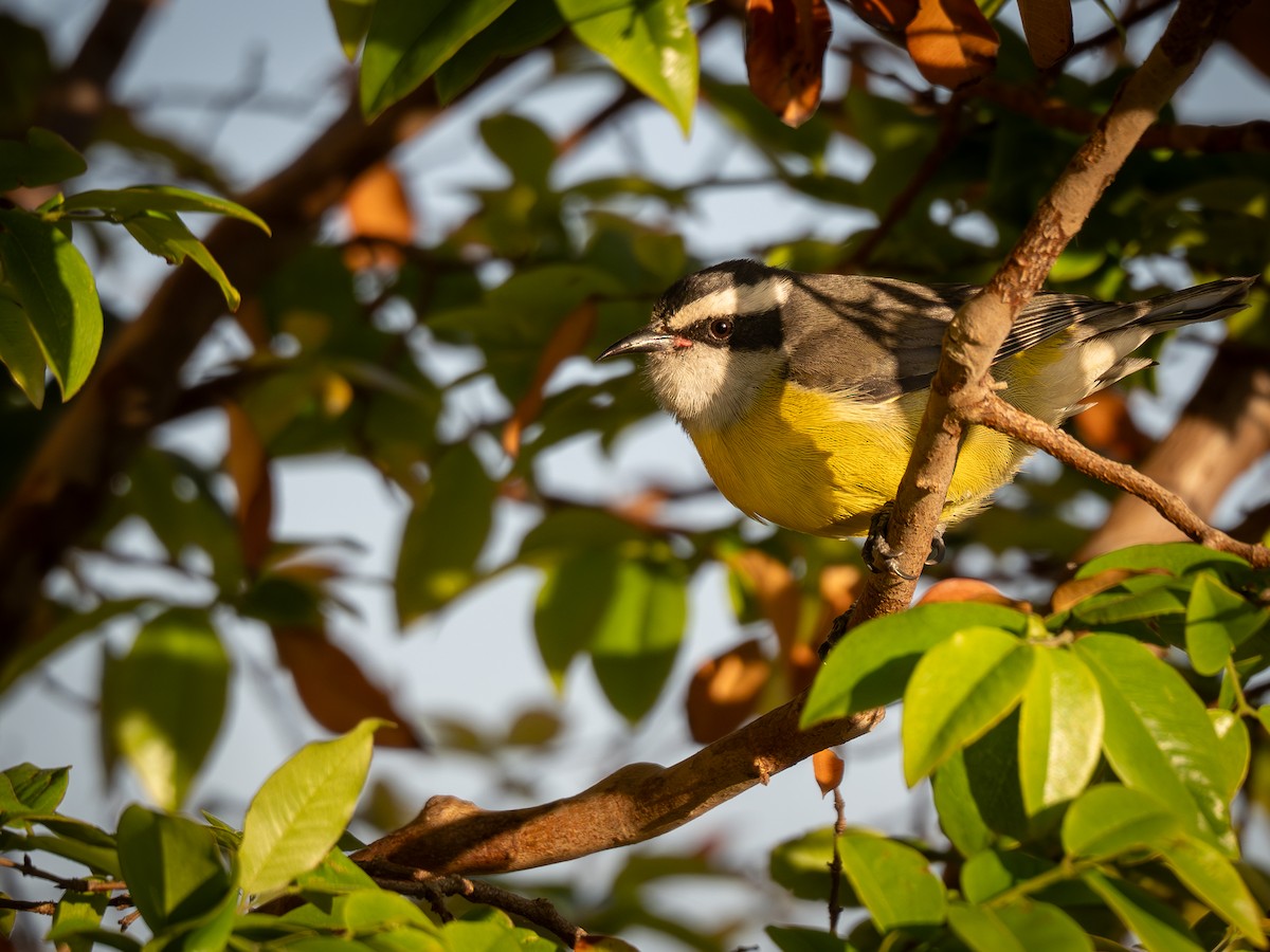 Bananaquit - ML620423806