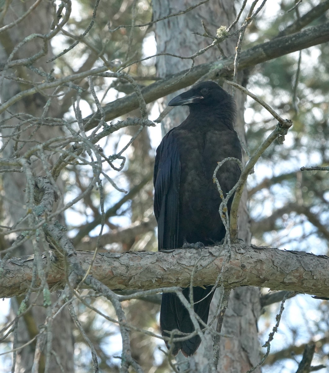 Common Raven - ML620423813