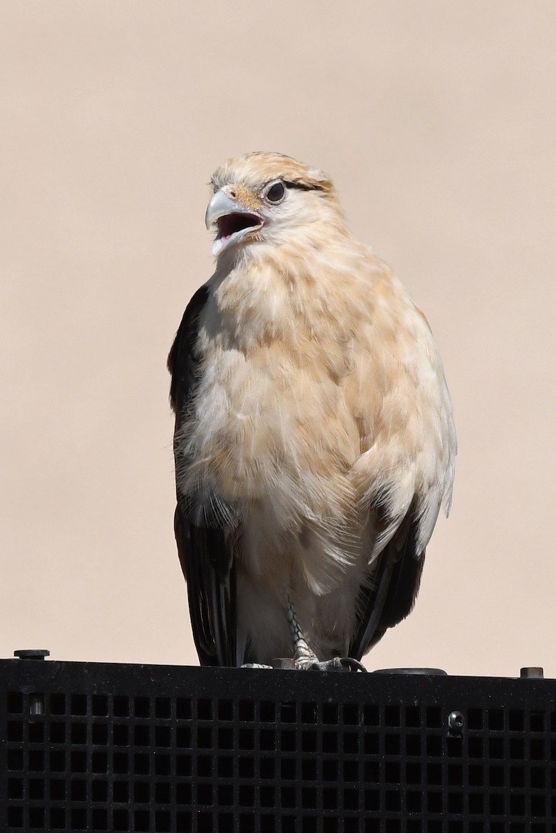 Caracara à tête jaune - ML620423847