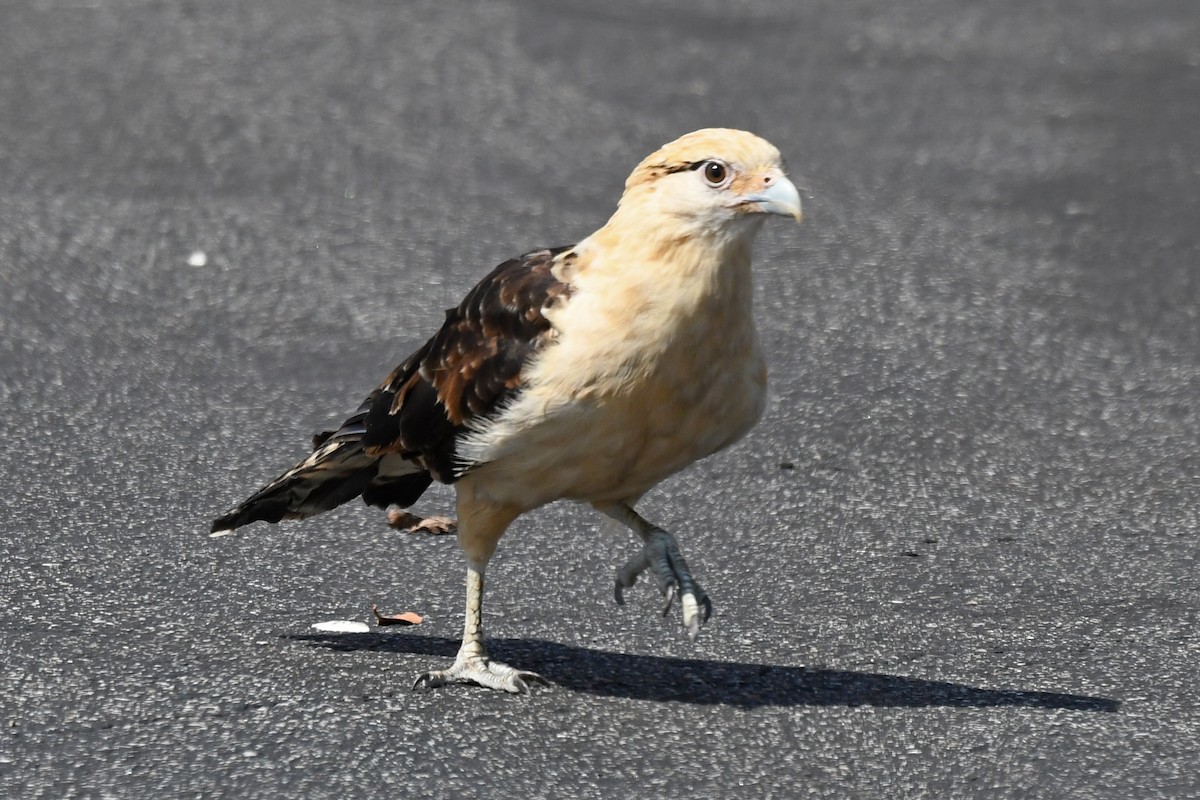 Yellow-headed Caracara - ML620423849