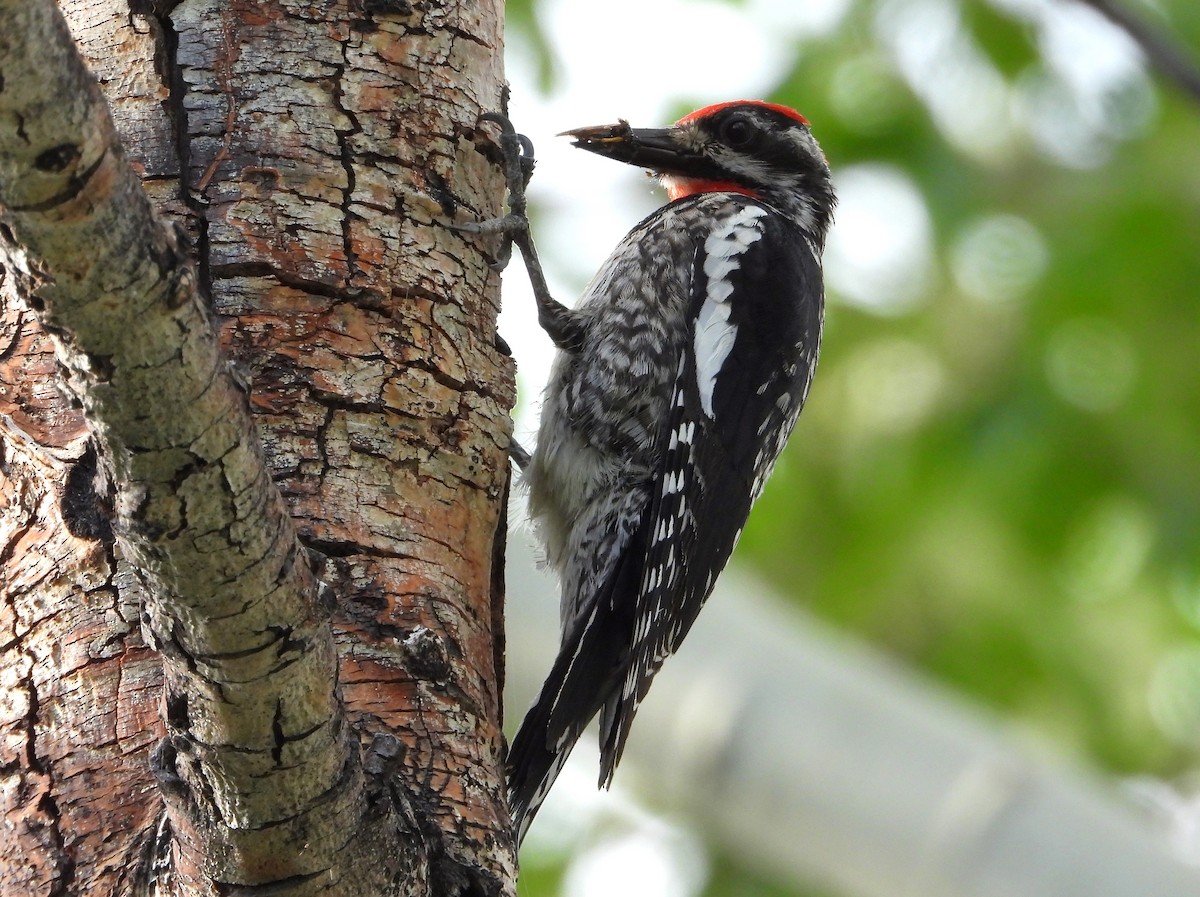 Red-naped Sapsucker - ML620423855