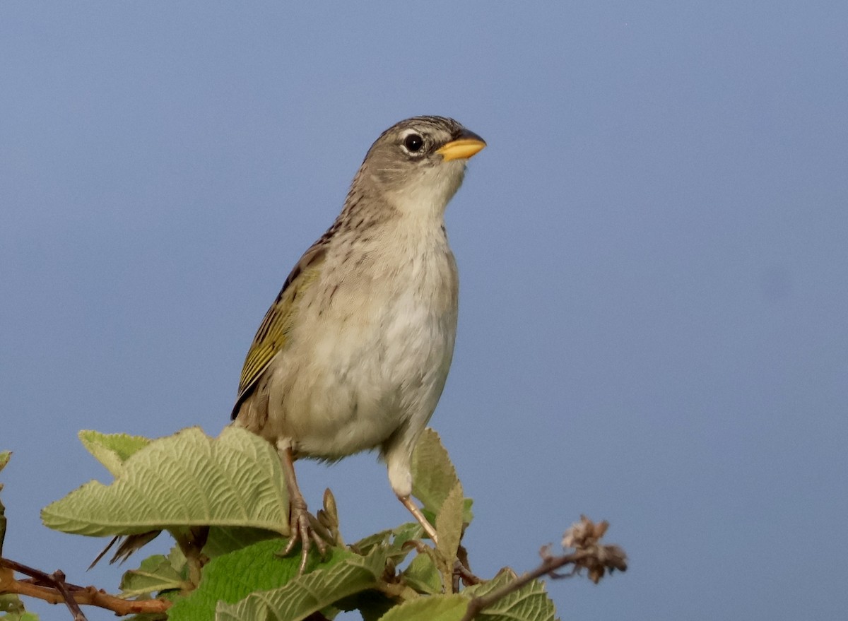 Wedge-tailed Grass-Finch - ML620423863