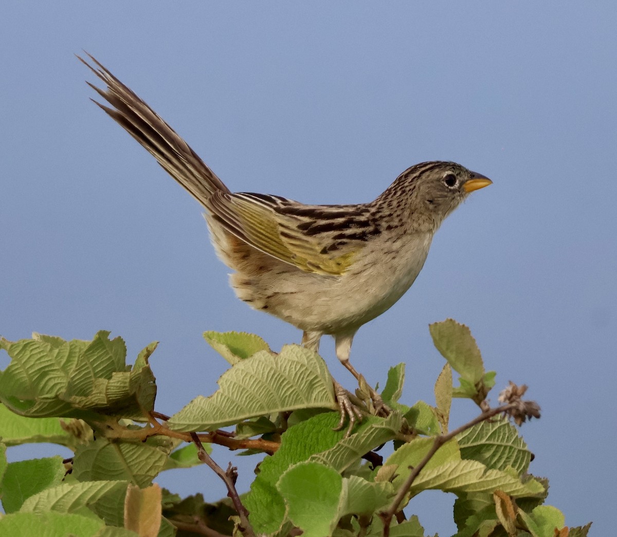 Wedge-tailed Grass-Finch - ML620423865