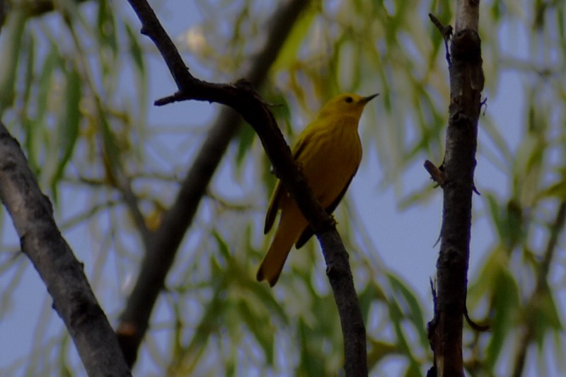 Yellow Warbler - ML620423872