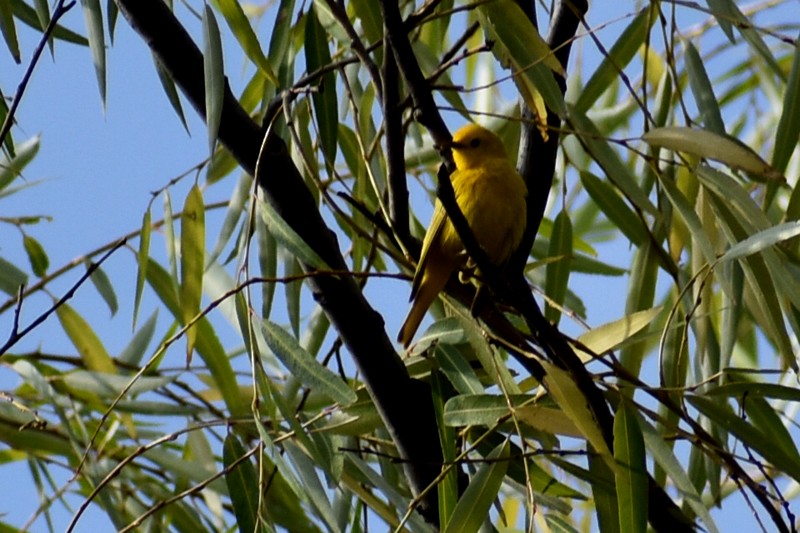 Yellow Warbler - ML620423873