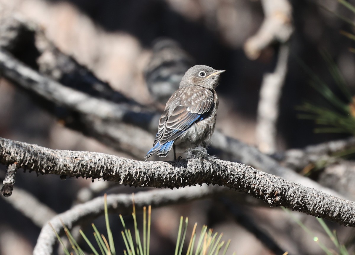 Western Bluebird - ML620423885