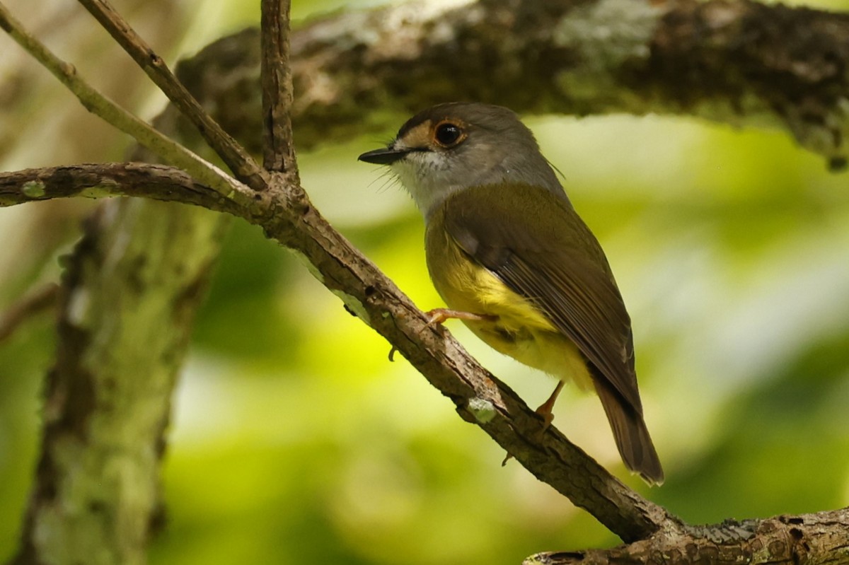 Pale-yellow Robin - ML620423887