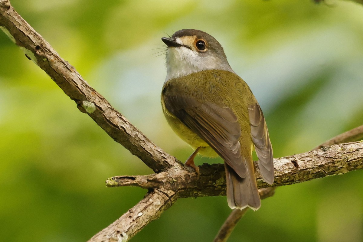 Pale-yellow Robin - ML620423888