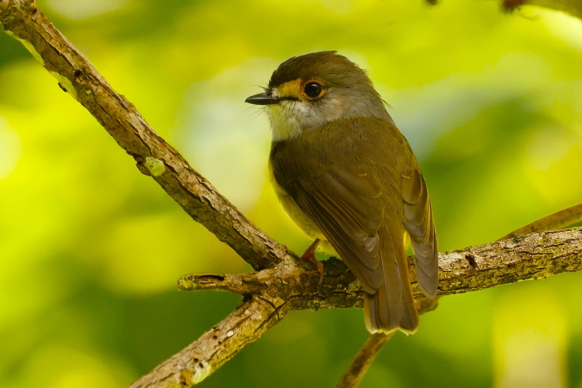 Pale-yellow Robin - ML620423889