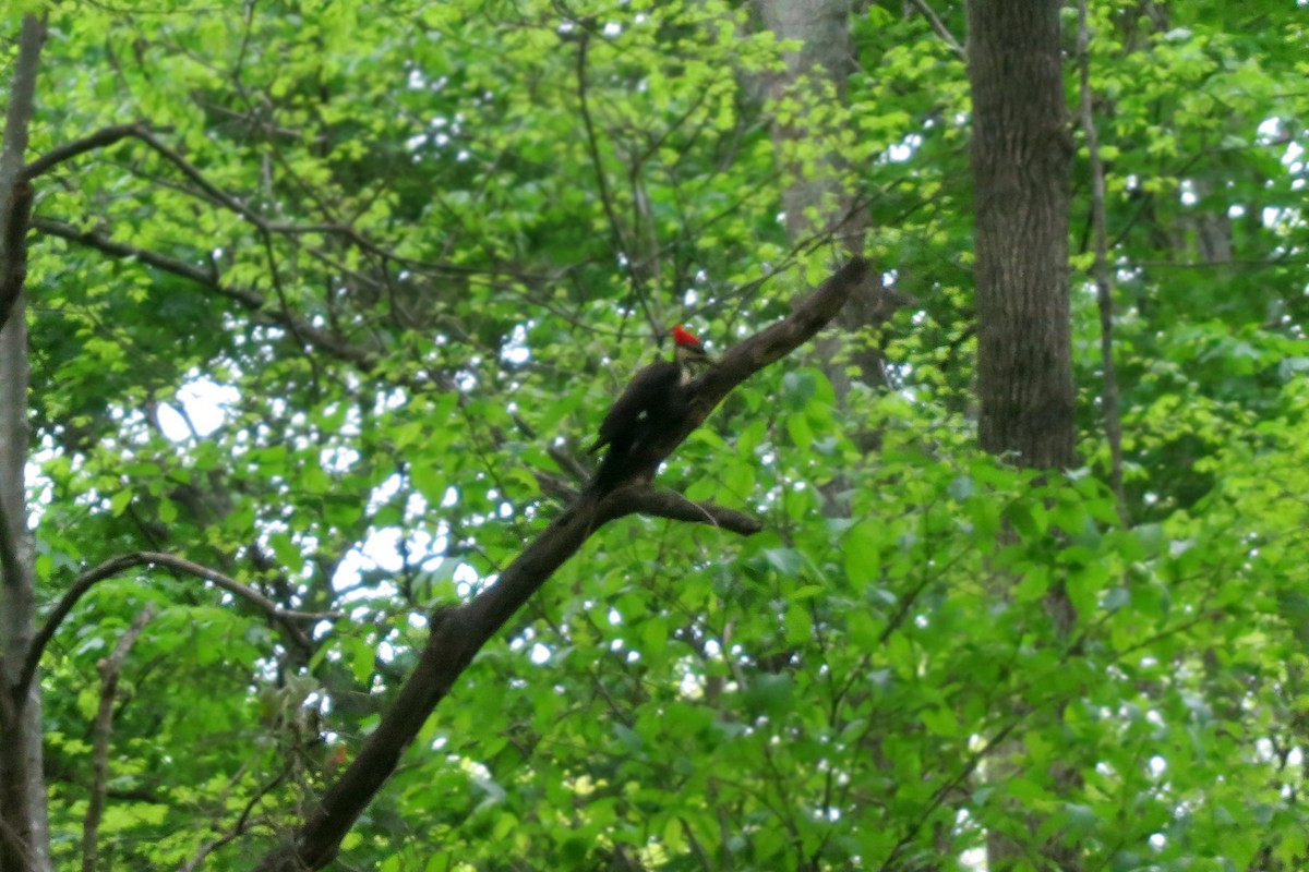 Pileated Woodpecker - ML620423890