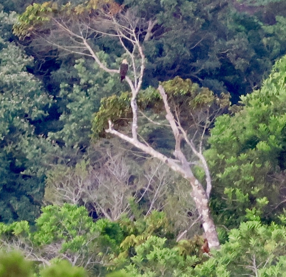 Caracara à tête jaune - ML620423895