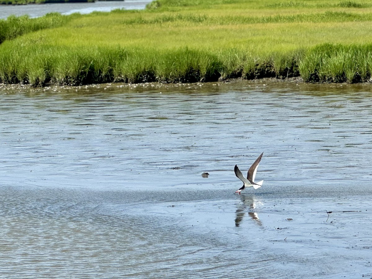 Black Skimmer - ML620423898