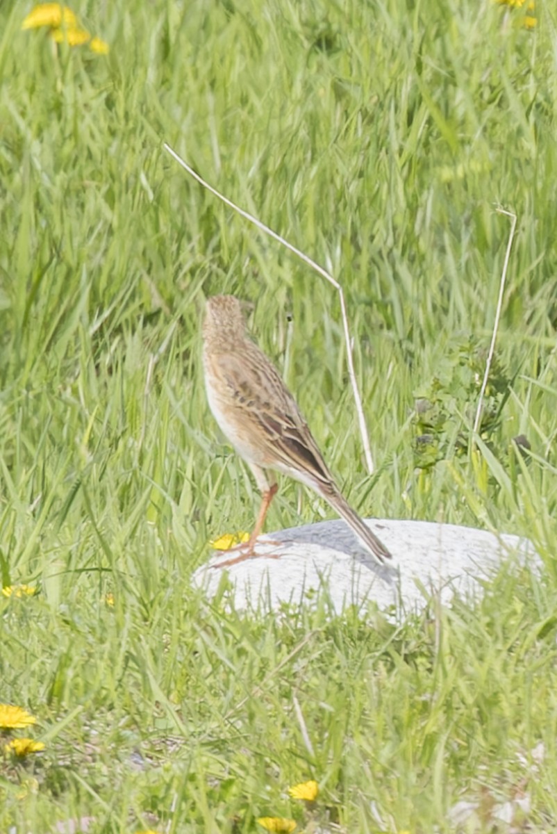 Richard's Pipit - ML620423900