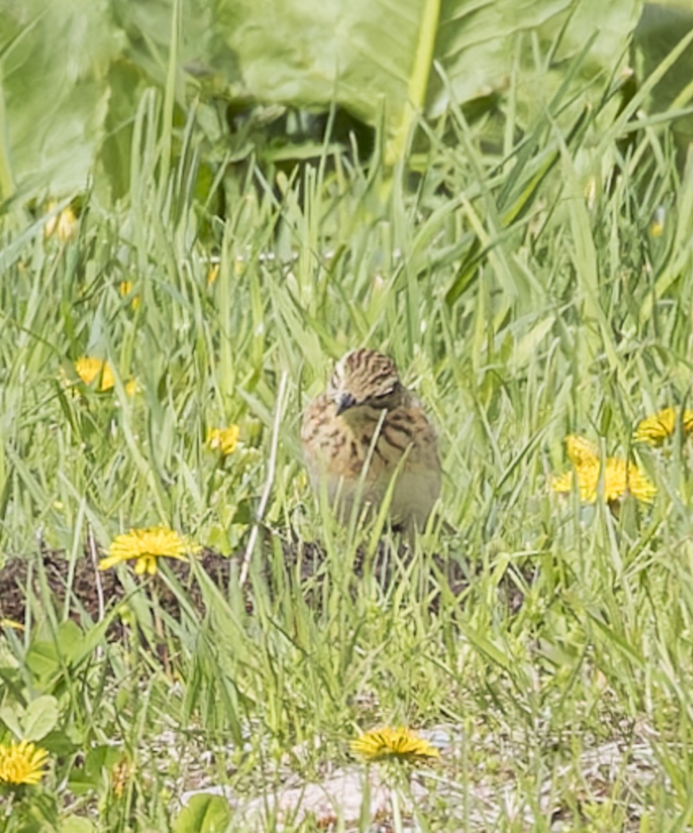 Richard's Pipit - ML620423901