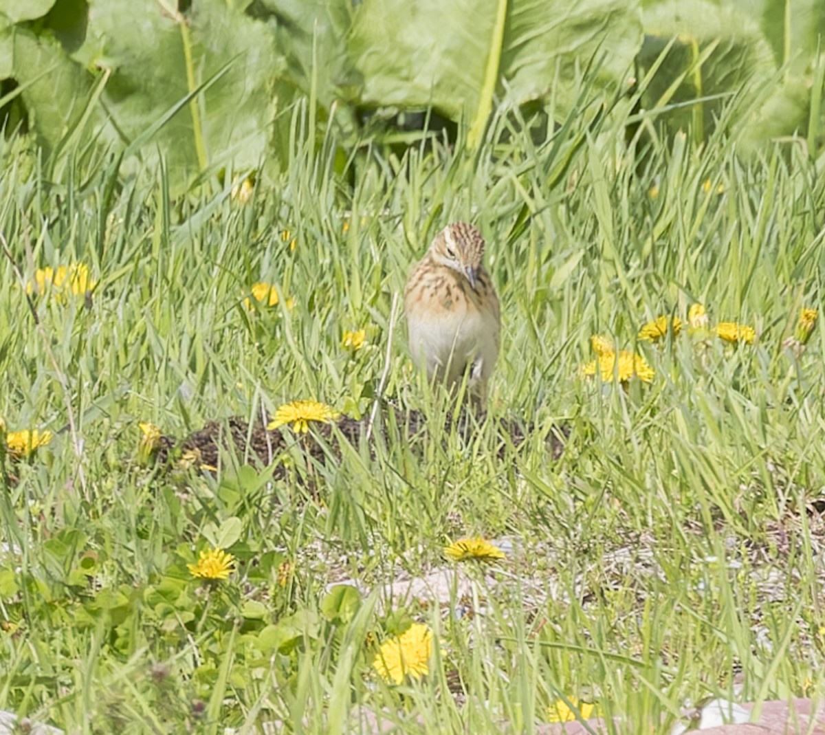 Richard's Pipit - ML620423902