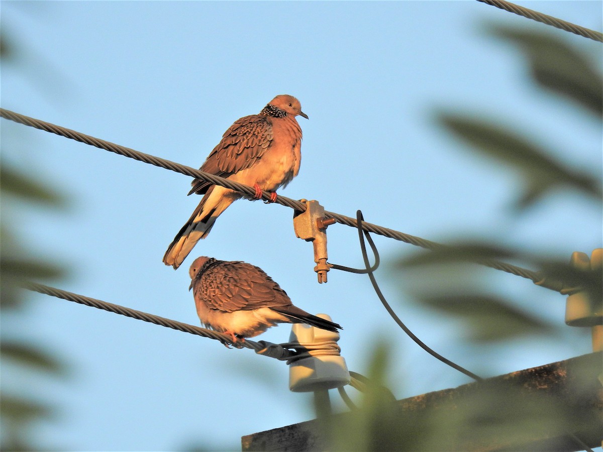Spotted Dove - ML620423918