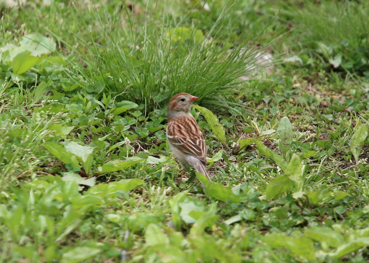 Field Sparrow - William Clark