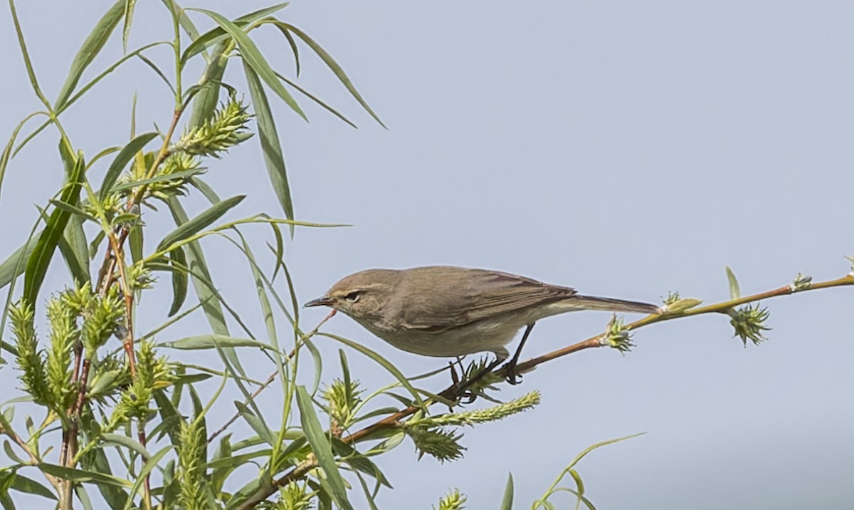 Common Chiffchaff - ML620423923