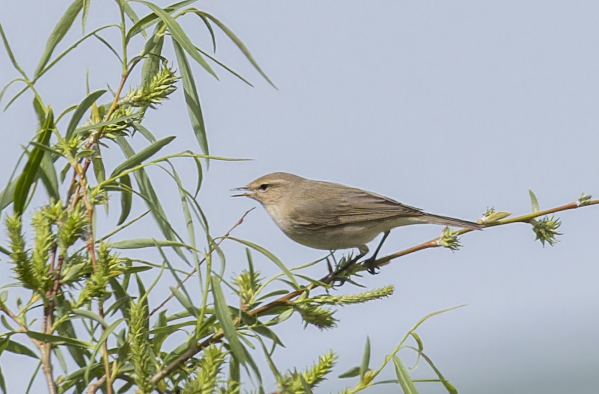 Common Chiffchaff - ML620423924