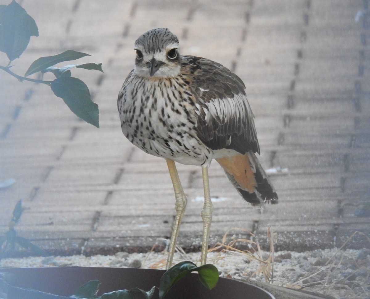 Bush Thick-knee - ML620423937