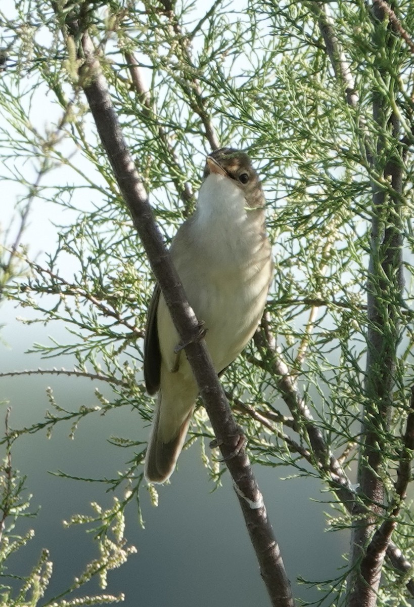 Common Reed Warbler - ML620423943