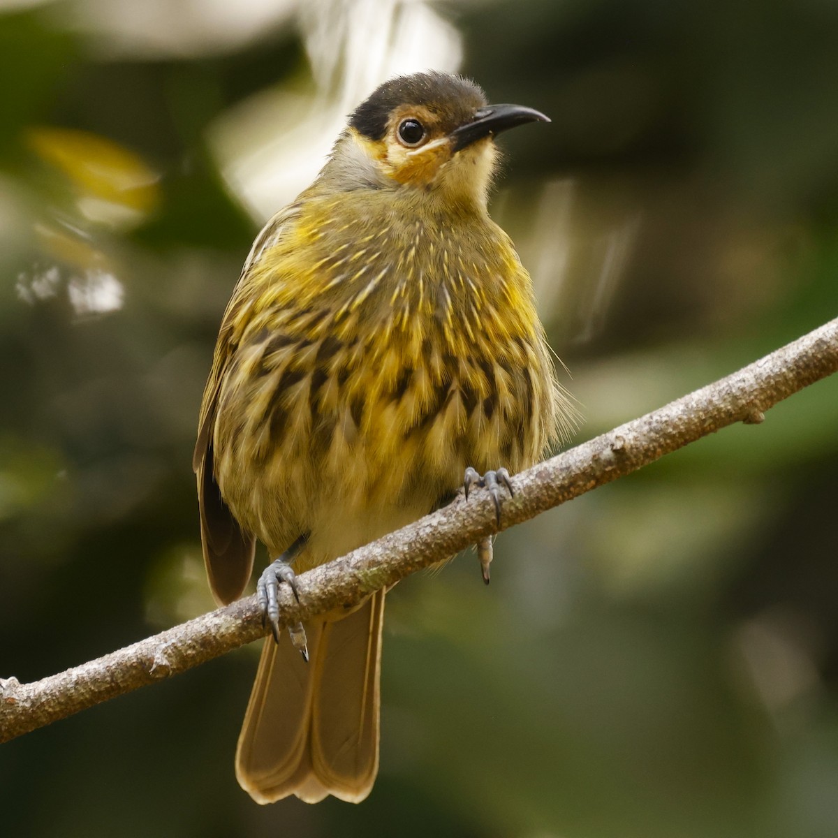 Macleay's Honeyeater - ML620423949