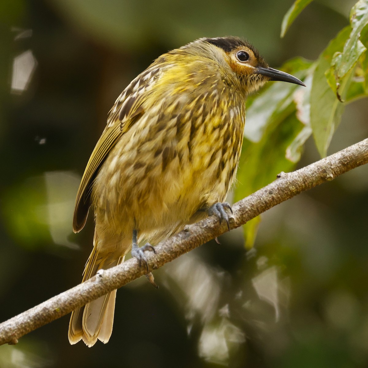 Macleay's Honeyeater - ML620423950