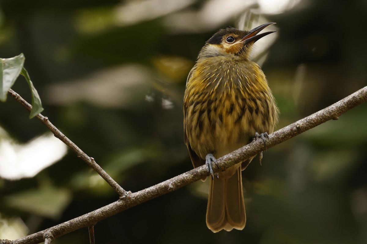 Macleay's Honeyeater - ML620423951