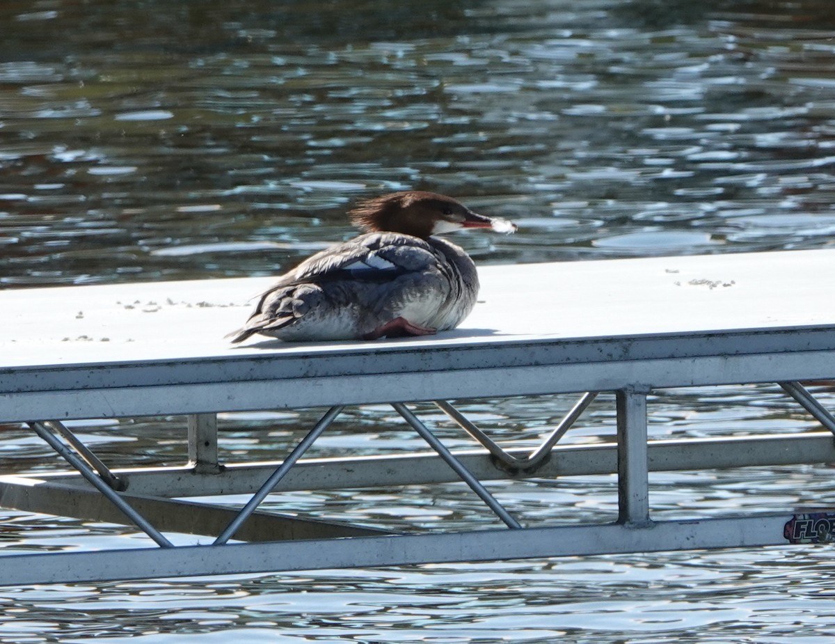 Common Merganser - ML620423952