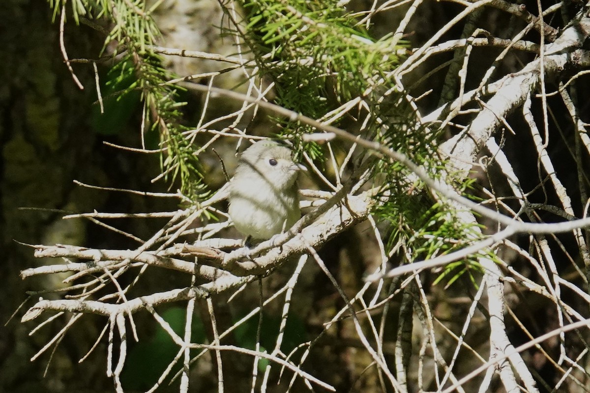 Hutton's Vireo - Steve Hampton