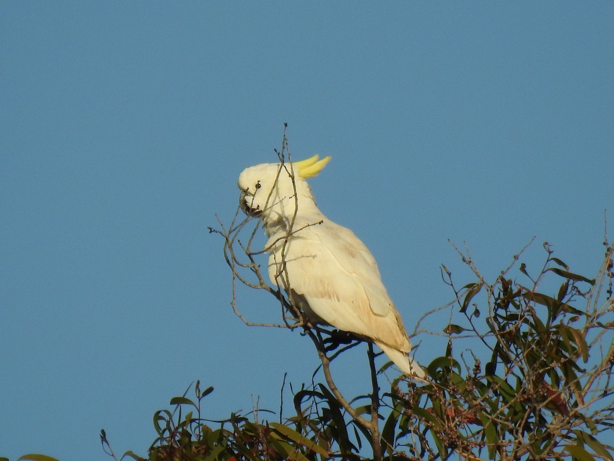 Sulphur-crested Cockatoo - ML620423962