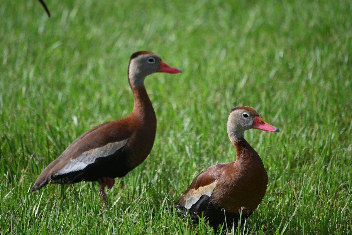 Black-bellied Whistling-Duck - ML620423964