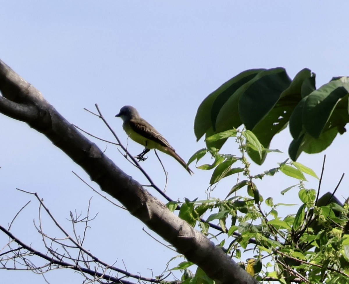 Tropical Mockingbird - ML620423967