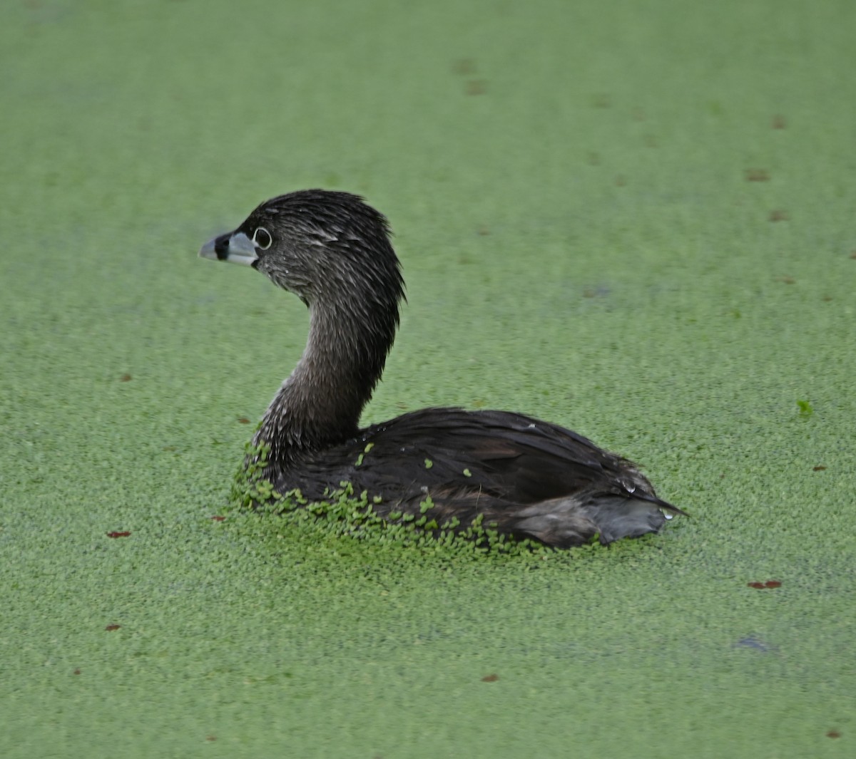 Pied-billed Grebe - ML620423970