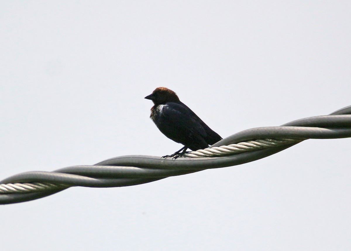 Brown-headed Cowbird - ML620423973