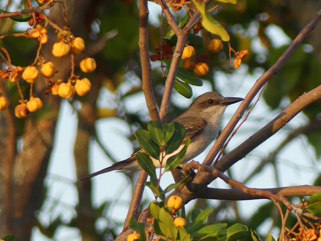 Gray Kingbird - ML620423975