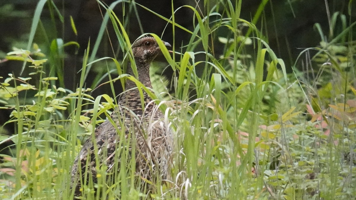 Gallo Fuliginoso - ML620423977